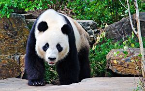 Preview wallpaper panda, stones, branches, walk, large