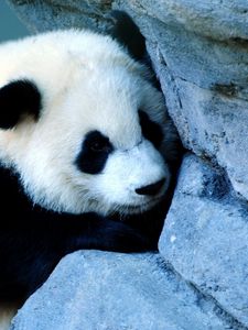 Preview wallpaper panda, wall, sadness, baby