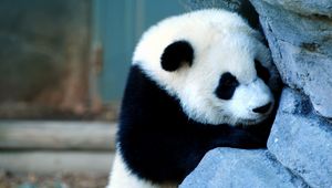 Preview wallpaper panda, wall, sadness, baby