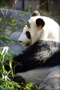 Preview wallpaper panda, wildlife, leaves