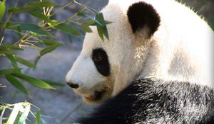 Preview wallpaper panda, wildlife, leaves