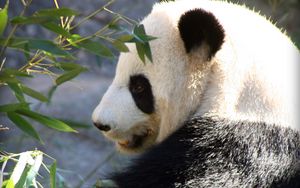 Preview wallpaper panda, wildlife, leaves