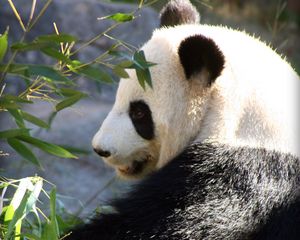 Preview wallpaper panda, wildlife, leaves