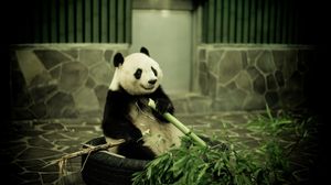 Preview wallpaper panda, zoo, bamboo