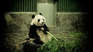 Preview wallpaper panda, zoo, bamboo