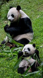Preview wallpaper pandas, animals, cub, family, leaves