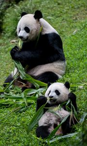 Preview wallpaper pandas, animals, cub, family, leaves