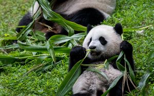 Preview wallpaper pandas, animals, cub, family, leaves