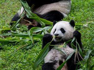 Preview wallpaper pandas, animals, cub, family, leaves