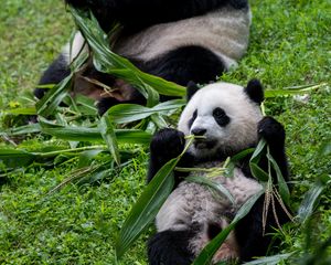 Preview wallpaper pandas, animals, cub, family, leaves