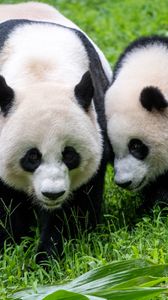 Preview wallpaper pandas, animals, family