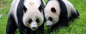 Preview wallpaper pandas, animals, family