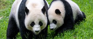 Preview wallpaper pandas, animals, family