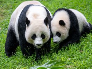 Preview wallpaper pandas, animals, family