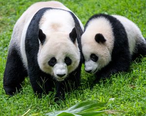 Preview wallpaper pandas, animals, family