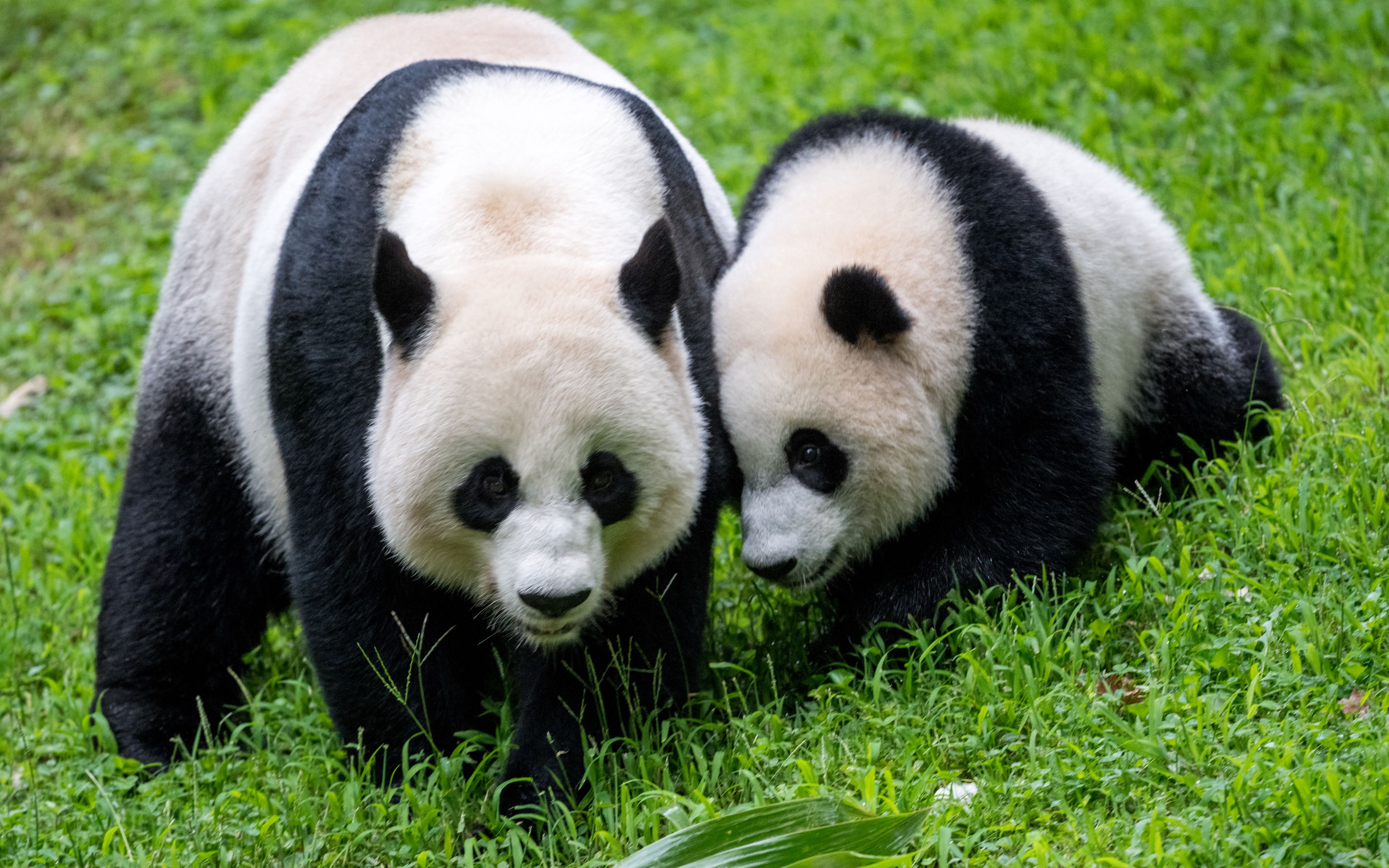 Download wallpaper 3840x2400 pandas, animals, family 4k ultra hd 16:10 ...