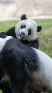 Preview wallpaper pandas, animals, glance, fluffy, cub