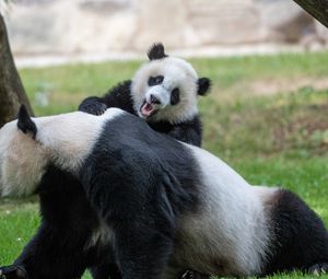 Preview wallpaper pandas, animals, glance, fluffy, cub