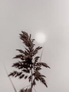 Preview wallpaper panicle, stem, plant, macro, closeup