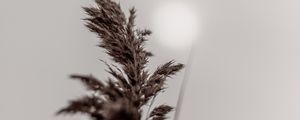 Preview wallpaper panicle, stem, plant, macro, closeup