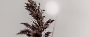 Preview wallpaper panicle, stem, plant, macro, closeup