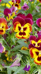 Preview wallpaper pansies, colorful, flowers, flowerbed, green