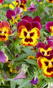 Preview wallpaper pansies, colorful, flowers, flowerbed, green