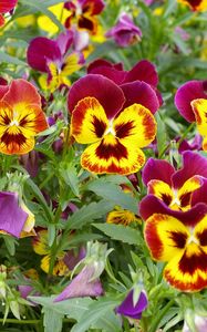 Preview wallpaper pansies, colorful, flowers, flowerbed, green