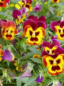 Preview wallpaper pansies, colorful, flowers, flowerbed, green