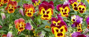 Preview wallpaper pansies, colorful, flowers, flowerbed, green