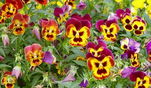 Preview wallpaper pansies, colorful, flowers, flowerbed, green
