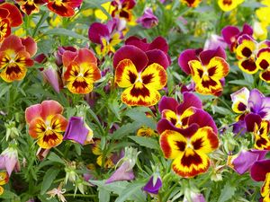 Preview wallpaper pansies, colorful, flowers, flowerbed, green