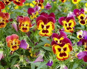 Preview wallpaper pansies, colorful, flowers, flowerbed, green