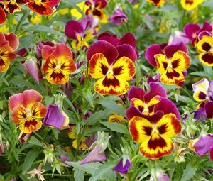 Preview wallpaper pansies, colorful, flowers, flowerbed, green