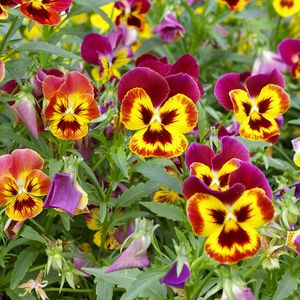 Preview wallpaper pansies, colorful, flowers, flowerbed, green