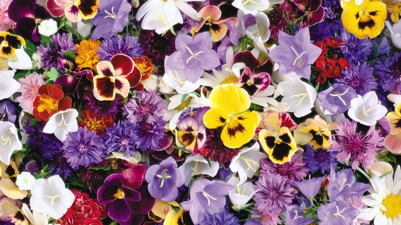 Wallpaper pansies, cornflowers, bluebells, flowers, assorted