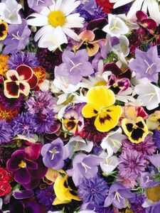 Preview wallpaper pansies, cornflowers, bluebells, flowers, assorted