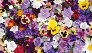 Preview wallpaper pansies, cornflowers, bluebells, flowers, assorted