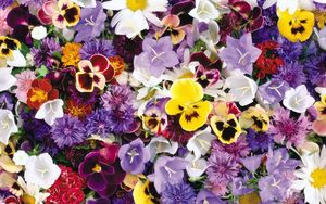 Preview wallpaper pansies, cornflowers, bluebells, flowers, assorted