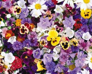 Preview wallpaper pansies, cornflowers, bluebells, flowers, assorted