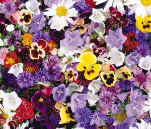 Preview wallpaper pansies, cornflowers, bluebells, flowers, assorted