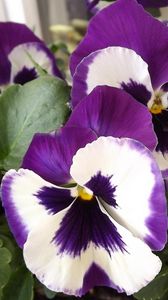 Preview wallpaper pansies, flower, pot, close-up