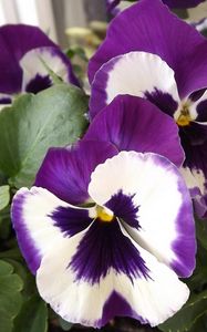 Preview wallpaper pansies, flower, pot, close-up