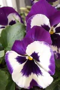 Preview wallpaper pansies, flower, pot, close-up