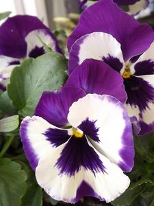 Preview wallpaper pansies, flower, pot, close-up