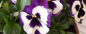 Preview wallpaper pansies, flower, pot, close-up