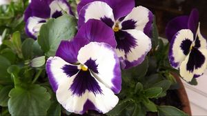 Preview wallpaper pansies, flower, pot, close-up