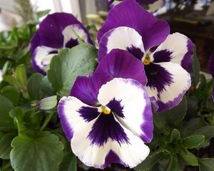 Preview wallpaper pansies, flower, pot, close-up