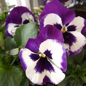 Preview wallpaper pansies, flower, pot, close-up