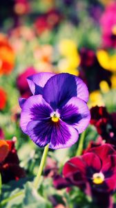 Preview wallpaper pansies, flowers, bright, colorful, different, close-up